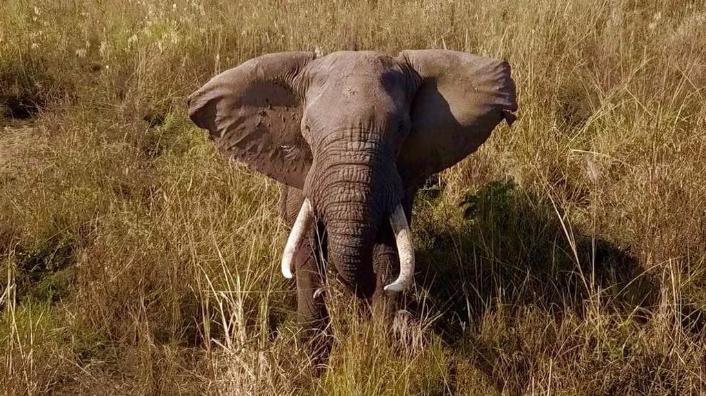As a direct result our trophy elephant bull hunts have declined from 15 a year to 4 a year in the