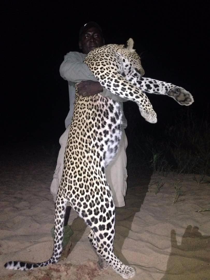 We also returned to Makuti where we operated for several years and did a leopard double buff hunt which was