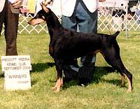 Page Four ICY S COLUMN (Photo of KIT, 2006, Courtesy of Tazman Dobermans, Flagstaff, AZ) KIT, as she s called has been with NAES for over