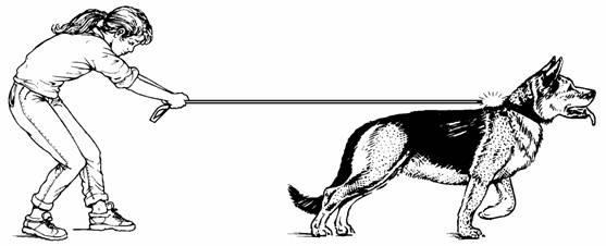 (a) Megan s dog is pulling on his lead. Which arrow, A, B, C or D, shows the direction of this force? Give the letter.... (b) Megan has to pull to keep the dog still.