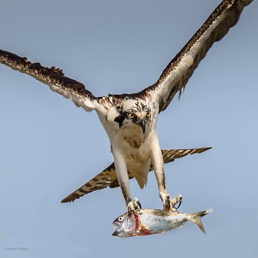 Osprey Fishing... Osprey's are the only raptors that dive fully into the water to catch their prey. Try to imagine the physical sensation.