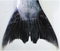line with anterior margin of the pupil in S. barracuda. Narrow inter orbital area 0.159 of head length (HL) in the new species compared to 0.