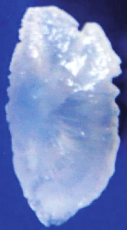 Otolith broad and curved with blunt posterior margin in new species, where as Fig. 3. Caudal fin of S. barracuda; S.