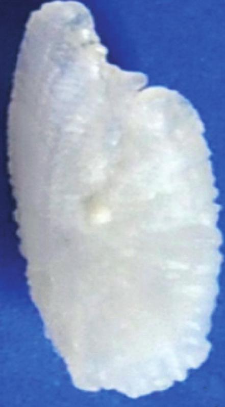 Pelvic fin membrane black with white rays. Caudal fin dark with lobe tips white. Branchiostegal membrane white (Fig. 5).