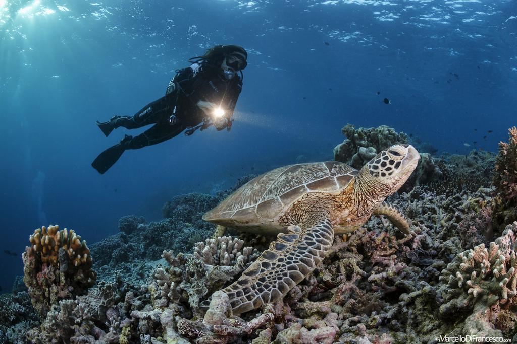 This site is located in the Malaysian Borneo, off the famous Island of Sipadan in the Celebes Sea; a magic and captivating place that Jacques Cousteau, exactly 50 years ago, described as a unique and