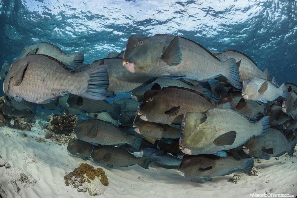 Whirlwind of humphead parrot fish, shot at dawn on the shallow part of the reef at barracuda point.