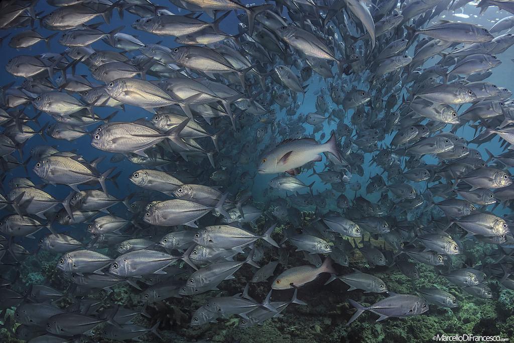 Barracuda point is still one of the few places left in the world where you can encounter swirling schools of jack fish.