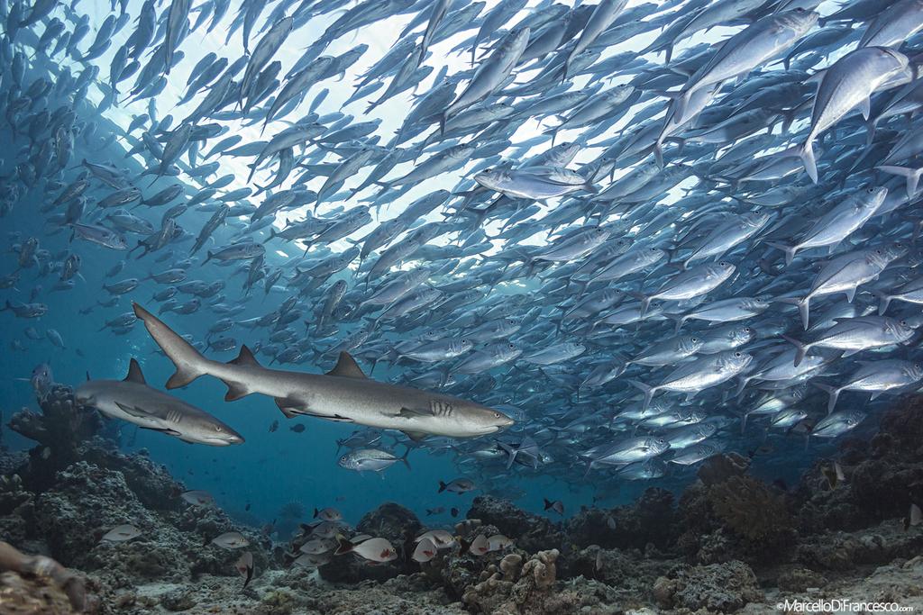 White tip sharks hunting on the reef.