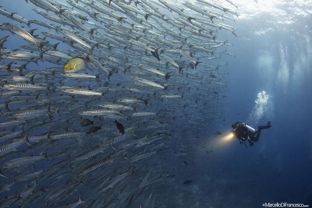 A wall of barracudas, magic in the Malaysian waters.