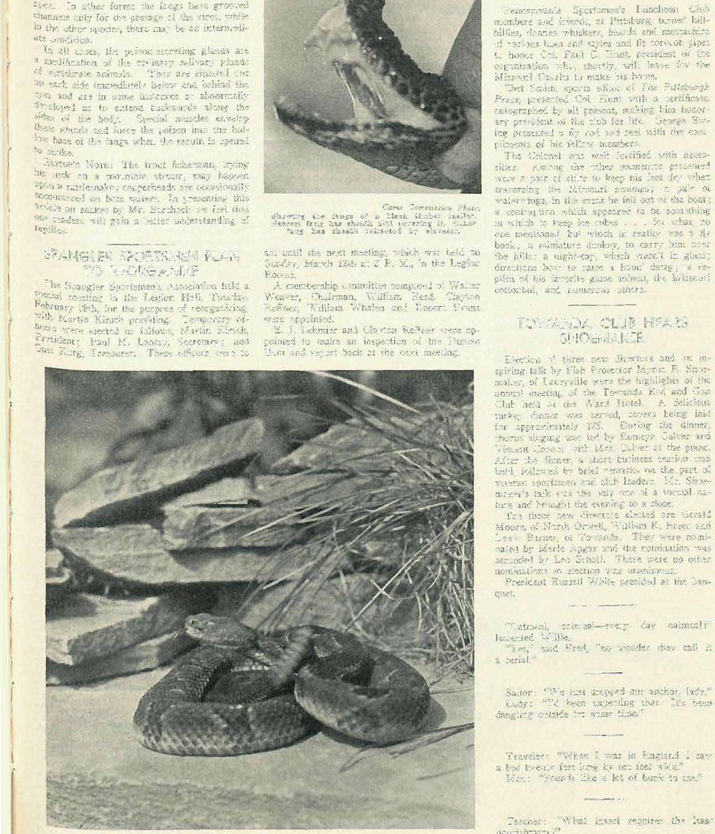1939 PENNSYLVANIA ANGLER 11 snakes, the poison fangs are tubular in character, the poison being received from the venom glands at their open base and discharged at the a Pex.