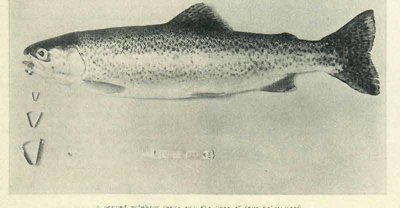In order to obtain the data desired in this study, it is necessary to mark the trout, before releasing in the stream, in such a manner that they may be identified when caught.