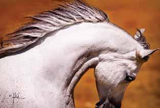 some of the most influential Arabian horses and their