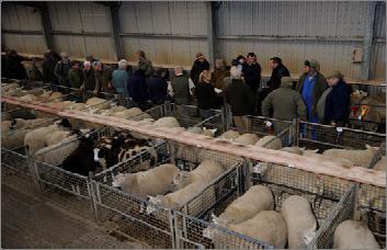 Lamb Top Prices Vendor Weight Price (p/kg) Price (per head) Steven Bristow 45.6 483.