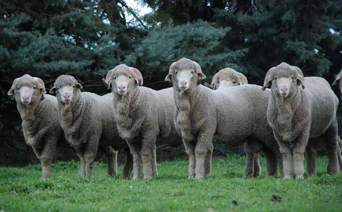 One year old paddock reared rams for sale in 2017 40th ANNUAL ON-PROPERTY RAM SALE WEDNESDAY 20th SEPTEMBER 2017 1pm, LITTLE RANGE, BOOROWA 90 MAY/JUNE 2016 DROP UNHOUSED RAMS OPEN DAY FRIDAY 15th