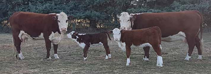 MERRIGNEE POLL HEREFORD STUD We have recently purchased two stud cows from Kidman Poll Hereford Stud at their female reduction sale in November 2016, to add to our Merrignee Poll Herefords.