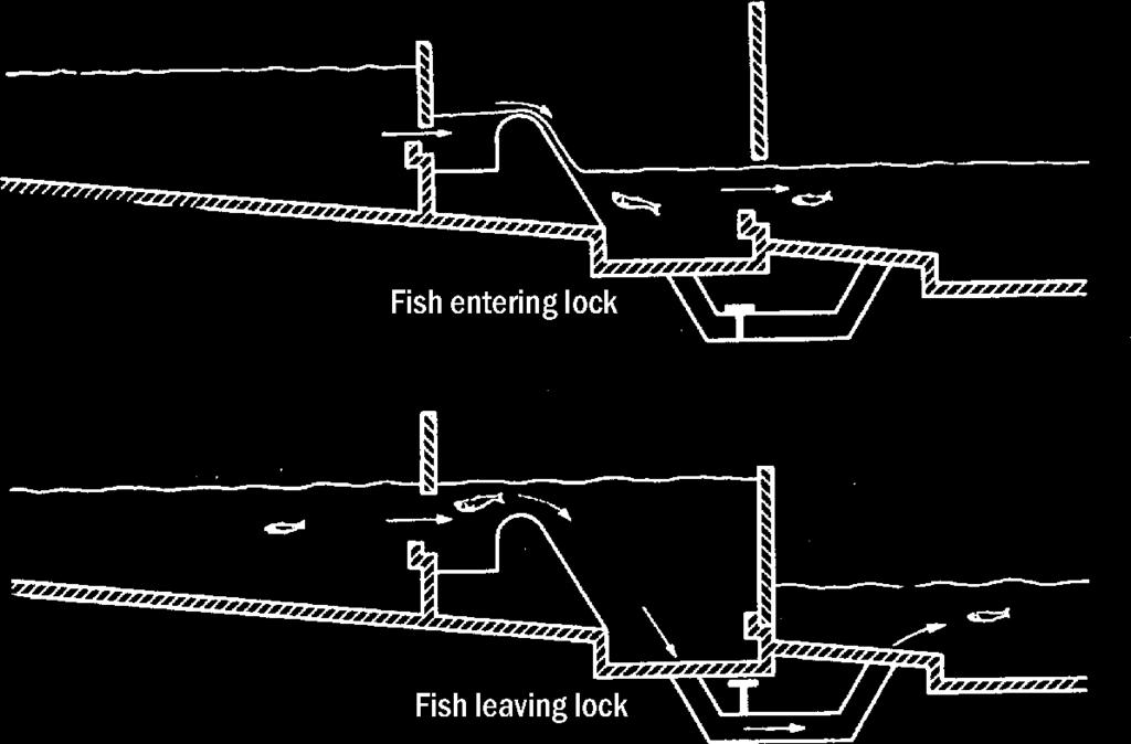 The concept is to attract and trap fish into an enclosure that either automatically transfers the catch upstream, or transfers it to a holding facility for manual transfer upstream.