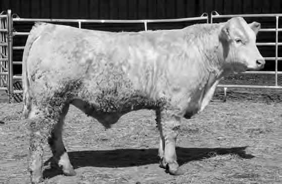 34{ 35{ 36{ 33{ 32{ 4219 MF 035 OF 6868 BG (REF SIRE D) Growth **** Easy Keeper *** Muscle ***** Lot 32 Lot 34 FC 4219P OF 035-1342 Calved: 3/8/14 Polled M849429 CCR HAMS SUPERSTAR U349P CCR RC