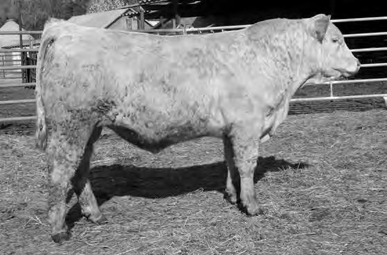 SCR MISS FRENCHY 0167 SCR MISS NEW TREND 3242 SCR MISS CURLEY QUE 6586 SCR CURLEY 1352 SCR MISS DUKE 4109 FC 4224P OF 035-0221 Calved: 3/24/14 Polled M849431 SCR KING MICKY 7006 EC-SB MCCALLISTER 129
