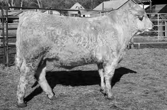 12 Ch- Growth ***** Easy Keeper *** Muscle ***** Lot 58 Sonderup Charolais Ranch, Inc.