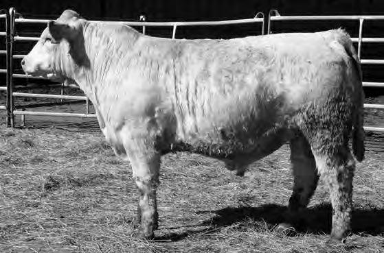 MS CHINOOK 255 PLD HAMMS TR AVALANCHE Y17 K CCR MISS WINDSONG L223 P BW -0.9 WW 14 YW 27 Milk 6 $Wean 53.05 $Beef 66.36 95 703 100 1,230 3.29 16.