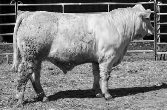 48 Ch- Growth ***** Easy Keeper **** Muscle ***** 4145{7 SCR TUFFY 0119 (REF SIRE A) Lot 7 SCR TRIUMPH 4145 Calved: 3/8/14 Polled EM846055 SCR APPOLLON 8131 ERNMORE APPOLLON 38D ET SCR MISS FRENCHY