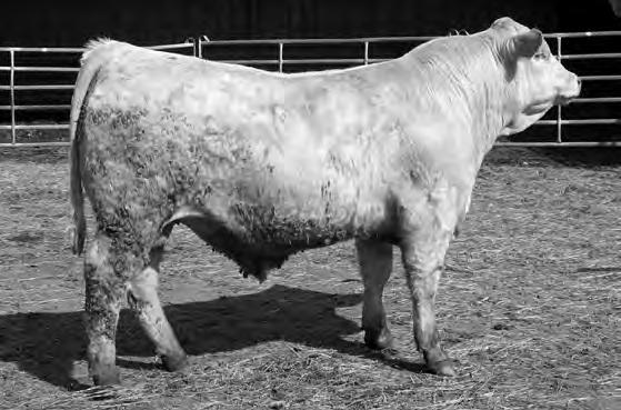20{ 18{ 15{ 16{ 19{ 4165 IKE SEBASTION 2151 (REF SIRE C) SCR SEBASTION 4165 Calved: 3/19/14 Polled M851176 EATONS LEADER 2233 P EATONS CANDIDATE 9177 CCR MISS LEADER T219 P EATONS RHODORA 9506 CCR