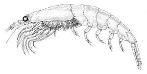 There has been an international debate in the past regarding the opportunity of catching Antarctic krill (Euphausia superba, Fig. 3.