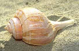 Whelk: predators, which eat bivalves including oysters, clams, mussels, and moon snails. Humans, moon snails, crabs, crabs, octopi, clams, scallops oysters, mussels, and slipper shells eat them.