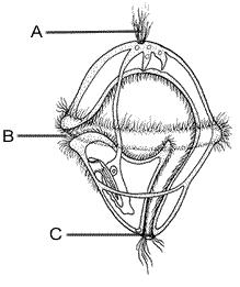 Label the TROCOPHORE larva. LABEL THER FOLLOWING PARTS OF A CLAM --- UMBO, GROWTH RINGS, SIPHONS.