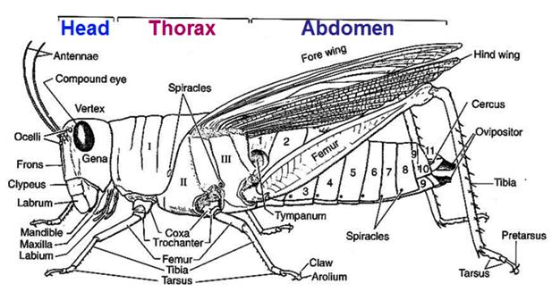 Phylum Arthropoda general body plan v Body divided into segments (somites) Regionally fused into specialized groups by tagmosis (i.e., 5 segments form head) Internal cavity à hemocoel (not coelom!