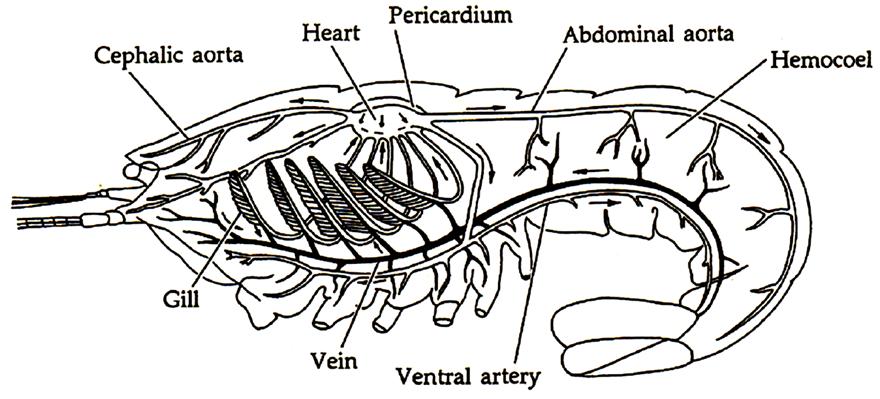 Arthropod circulation v Open circulatory system Hemolymph moves through hemocoel, and has amebocytes, pigments, and