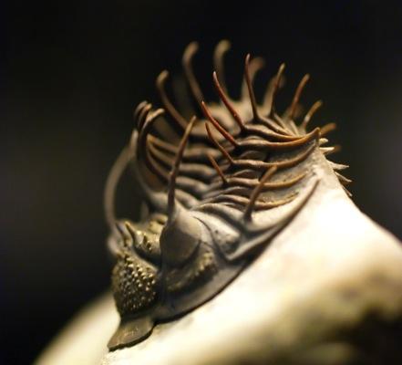 of fossil arthropods - Once abundant in