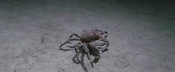 Subphylum Crustacea Marine arthropods video (~10 min):