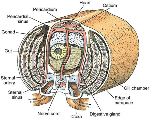 Subphylum Crustacea Internal Features v Circulatory system Open - no system of veins to separate blood from interstitial fluid Hemolymph exits heart through arteries and passes through hemocoel