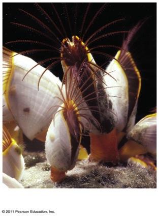 Class Maxillopoda v Subclass Copepoda Copepods form important links in