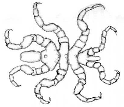 Class Pycnogonida: Sea spiders v Marine, intertidal to abyssal depths; worldwide