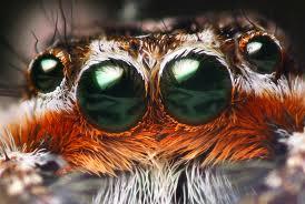 Class Arachnida: Scorpions, spiders, mites, ticks v Arachnids have an abdomen and a