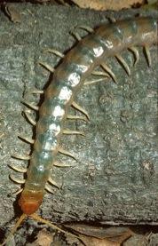 mandibles v Classes: Diplopoda (millipedes)-