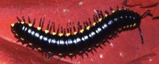 but powerful Chilopoda (centipedes)- have one