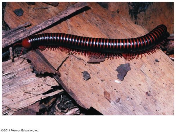 Class Diplopoda - Millipedes v Eat decaying leaves and plant matter v Have many legs,
