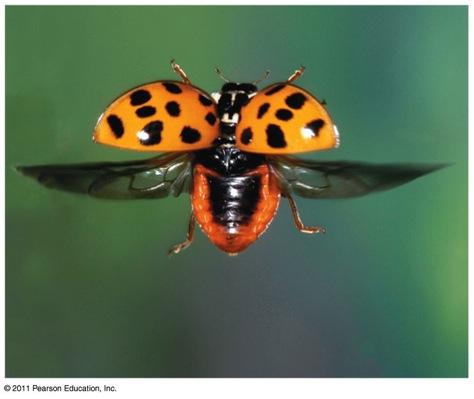 Insect Success: the power of flight v Flight is one key