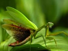 Insect Life Habit v Most insects have separate sexes and reproduce sexually Individuals find and recognize