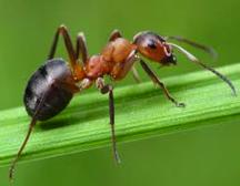 diseases, or pests of crops v Ants, bees and termites have evolved eusociality Decentralised, self-organized