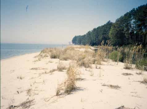 LANCASTER COUNTY DUNE SITE - - 5 6 Apr 99 Apr 99 Looking upriver along the primary dune. Note the lagoon to the right.