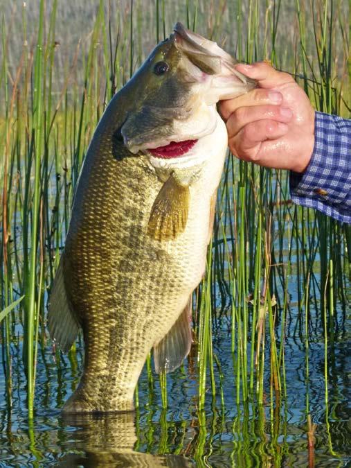 Guide to Hosting Bass Fishing Tournaments In Oregon Updated October, 2018