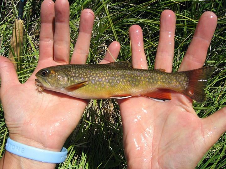 Not to be confused with the golden trout found in California, golden rainbow trout are a rare form of rainbows that have developed a predominantly golden hue.
