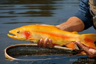 This colorful native trout was abundant in almost every river, stream, brook and many lakes and ponds. Actually the brook trout isn t considered to be a true trout but belongs to the char family.