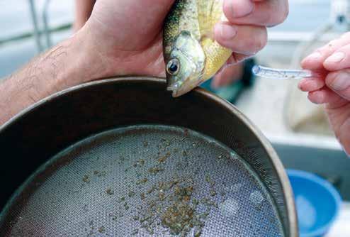 those types of systems. Those systems often do not support abundant bluegill populations due to shallow depth and periodic occurrence of summer and winter hypoxia.