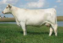 Crossvile, Tenn. She is a daughter of JWK Impressive D040 and out of GP Ms Cigar L02 ET.