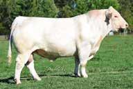 SCC Lady Mac K118 (F998375) This donor was the third high-selling lot in the Shepherd Dispersal at $11,250, selling to Wright Charolais, Richmond, MO and Rathmourne